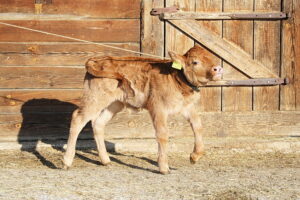 Skansen w Tokarni ma nowego lokatora - Radio Kielce