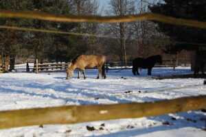 20.01.2026. Tokarnia. Muzeum Wsi Kieleckiej zimą / Fot. Wiktor Taszłow - Radio Kielce