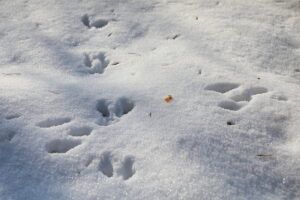 20.01.2026. Tokarnia. Muzeum Wsi Kieleckiej zimą / Fot. Wiktor Taszłow - Radio Kielce