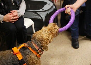 03.02.2026. Morawica. Świętokrzyskie Centrum Psychiatrii. Zajęciach z dogoterapii. / Fot. Wiktor Taszłow - Radio Kielce