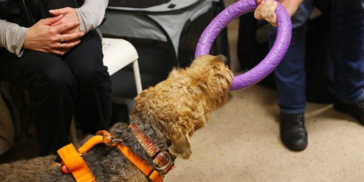 03.02.2026. Morawica. Świętokrzyskie Centrum Psychiatrii. Zajęciach z dogoterapii. / Fot. Wiktor Taszłow - Radio Kielce