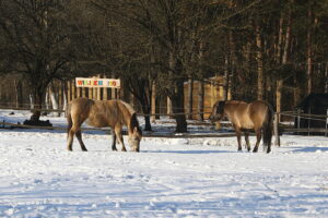 20.01.2026. Tokarnia. Muzeum Wsi Kieleckiej zimą / Fot. Wiktor Taszłow - Radio Kielce