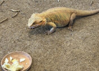 19.01.2026. Kielce. ZDZ. Ferie zimowe - zajęcia dla dzieci / Fot. Iwona Murawska-Bujnowicz - Radio Kielce