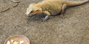 19.01.2026. Kielce. ZDZ. Ferie zimowe - zajęcia dla dzieci / Fot. Iwona Murawska-Bujnowicz - Radio Kielce