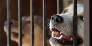 Gminy szukają schronisk dla zwierząt. Nie jest łatwo