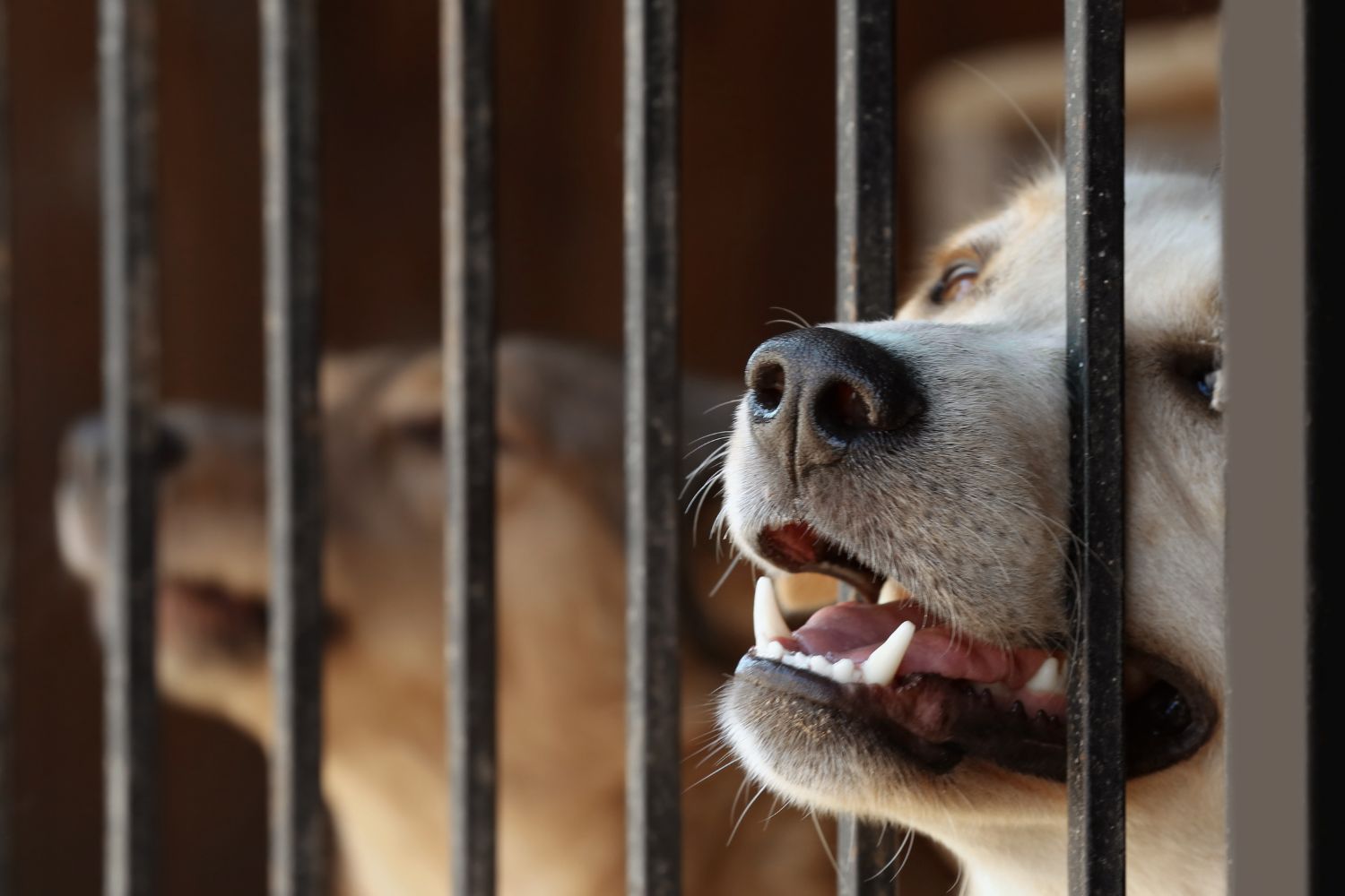 Gminy szukają schronisk dla zwierząt. Nie jest łatwo