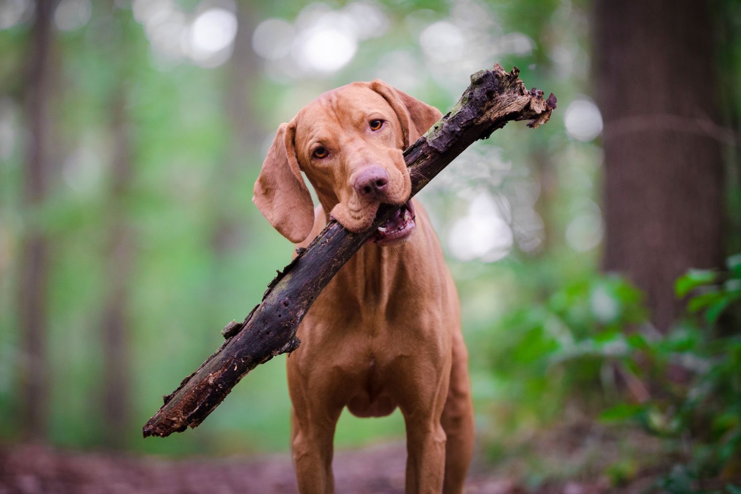 Znajdź swoją drugą połówkę w walentynki i pomóż bezdomnym zwierzętom
