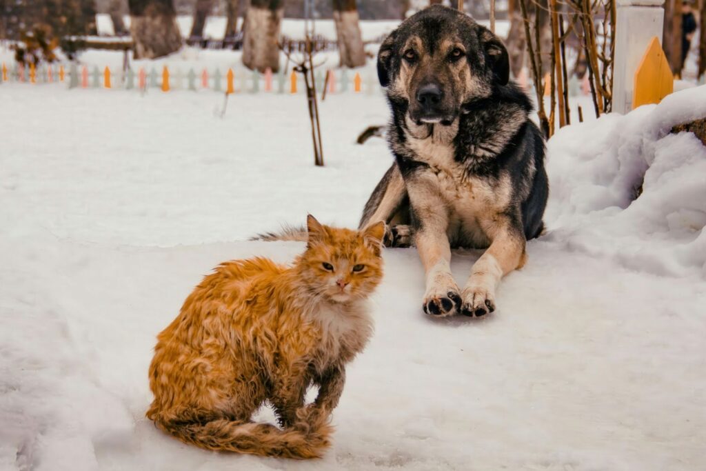 Nowe obowiązki dla właścicieli czworonogów - Radio Kielce Nowe obowiązki dla właścicieli czworonogów