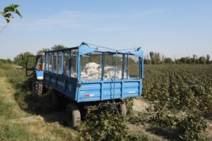 Pola bawełny w Uzbekistanie / Fot. Ania i Tomasz Chałacińscy