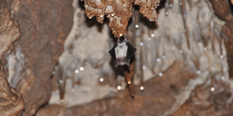 W Jaskini Raj policzono nietoperze. Jest ich więcej niż rok temu