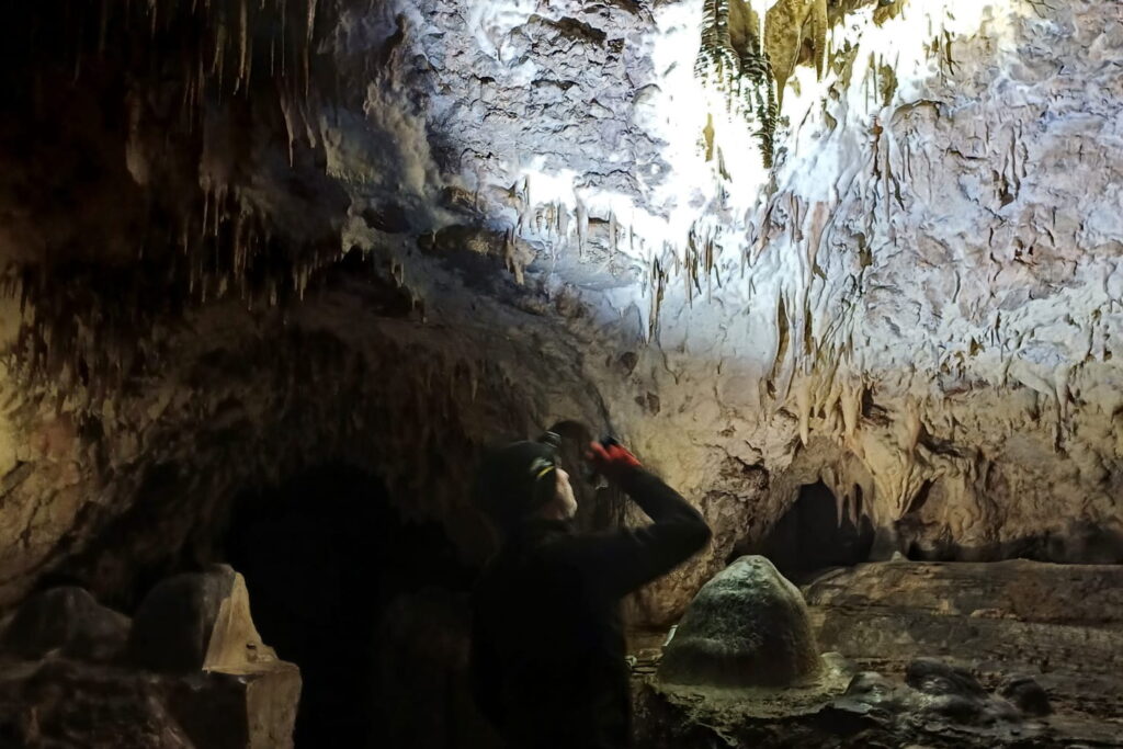 W Jaskini Raj policzono nietoperze. Jest ich więcej niż rok temu - Radio Kielce