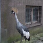 Ośrodek Pomocy Dzikim Zwierzętom Ptasi Azyl Ptakolub w Złotej / Fot. Marta Gajda-Kruk - Radio Kielce