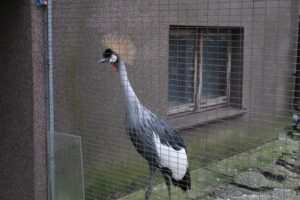 Ośrodek Pomocy Dzikim Zwierzętom Ptasi Azyl Ptakolub w Złotej / Fot. Marta Gajda-Kruk - Radio Kielce