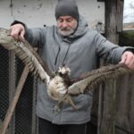 Ośrodek Pomocy Dzikim Zwierzętom Ptasi Azyl Ptakolub w Złotej / Fot. Marta Gajda-Kruk - Radio Kielce