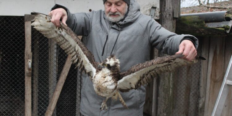 Ośrodek Pomocy Dzikim Zwierzętom Ptasi Azyl Ptakolub w Złotej / Fot. Marta Gajda-Kruk - Radio Kielce