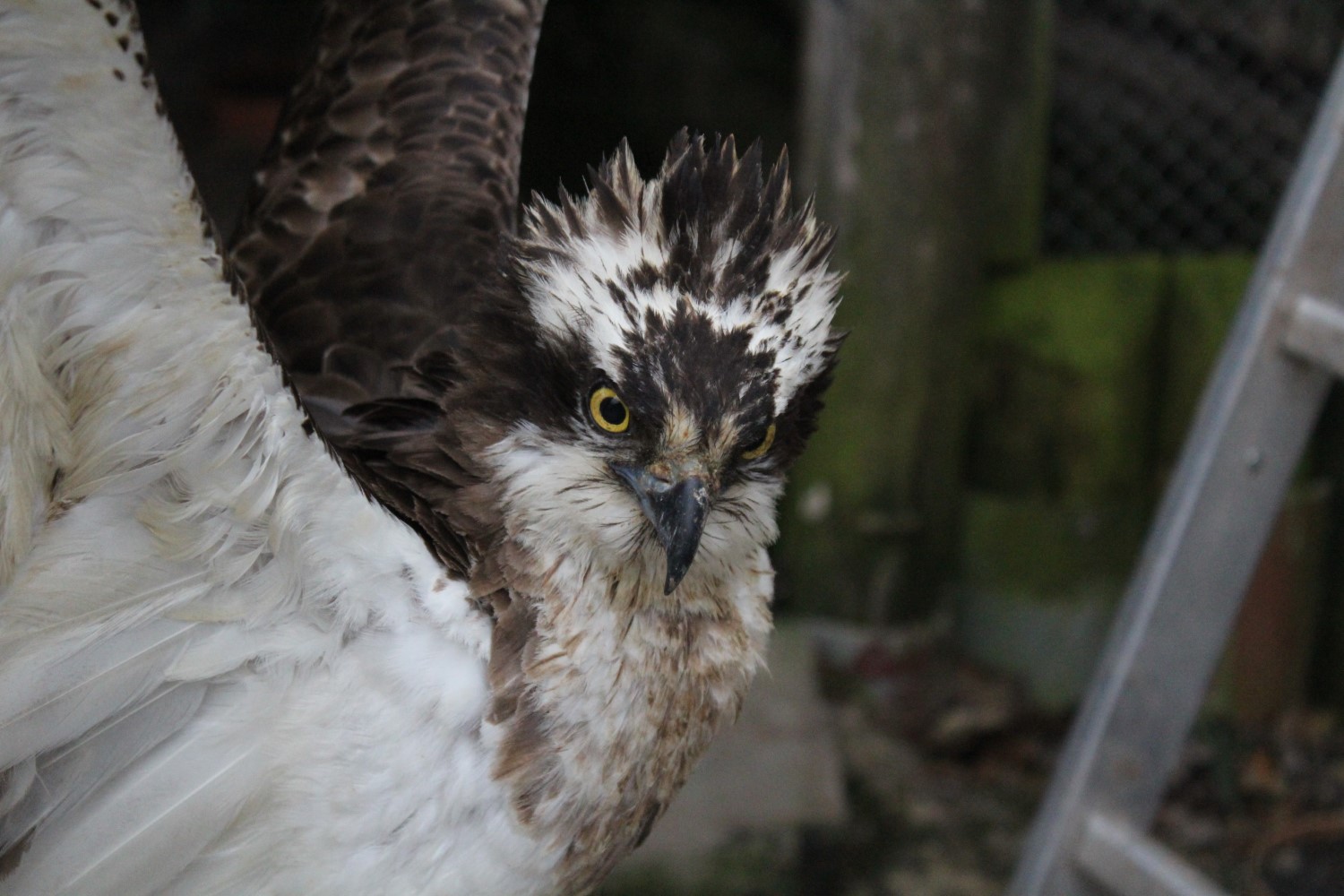 Ośrodek Pomocy Dzikim Zwierzętom Ptasi Azyl Ptakolub w Złotej / Fot. Marta Gajda-Kruk - Radio Kielce
