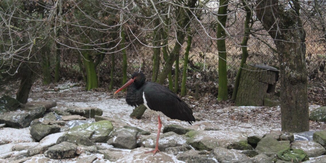 Ośrodek Pomocy Dzikim Zwierzętom Ptasi Azyl Ptakolub w Złotej / Fot. Marta Gajda-Kruk - Radio Kielce