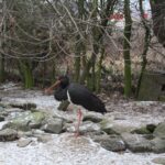 Ośrodek Pomocy Dzikim Zwierzętom Ptasi Azyl Ptakolub w Złotej / Fot. Marta Gajda-Kruk - Radio Kielce