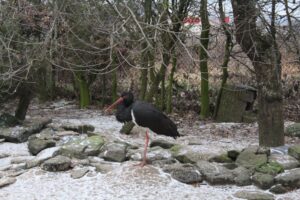 Ośrodek Pomocy Dzikim Zwierzętom Ptasi Azyl Ptakolub w Złotej / Fot. Marta Gajda-Kruk - Radio Kielce