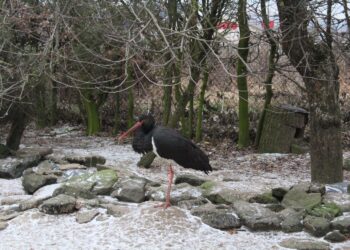 Ośrodek Pomocy Dzikim Zwierzętom Ptasi Azyl Ptakolub w Złotej / Fot. Marta Gajda-Kruk - Radio Kielce