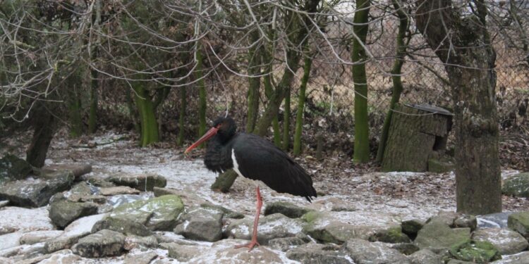 Ptasi Azyl uratowany? Jest światełko w tunelu - Radio Kielce Ośrodek Pomocy Dzikim Zwierzętom Ptasi Azyl Ptakolub w Złotej / Fot. Marta Gajda-Kruk - Radio Kielce