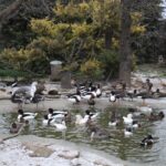 Ośrodek Pomocy Dzikim Zwierzętom Ptasi Azyl Ptakolub w Złotej / Fot. Marta Gajda-Kruk - Radio Kielce