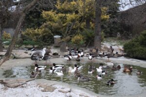 Ośrodek Pomocy Dzikim Zwierzętom Ptasi Azyl Ptakolub w Złotej / Fot. Marta Gajda-Kruk - Radio Kielce
