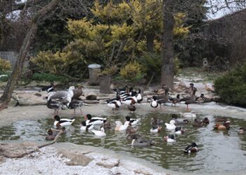 Ośrodek Pomocy Dzikim Zwierzętom Ptasi Azyl Ptakolub w Złotej / Fot. Marta Gajda-Kruk - Radio Kielce