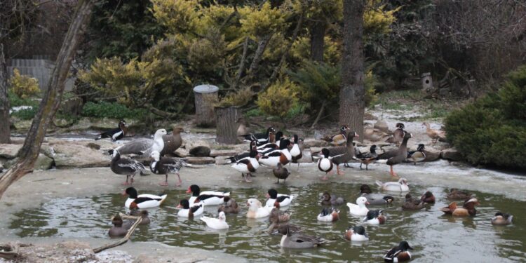 Ośrodek Pomocy Dzikim Zwierzętom Ptasi Azyl Ptakolub w Złotej / Fot. Marta Gajda-Kruk - Radio Kielce