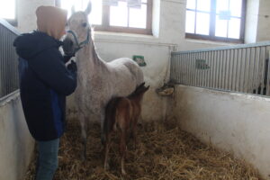 Stadninie przybędzie 80 koni. Pierwsze już są - Radio Kielce