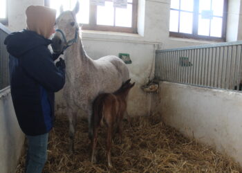 Michałów, stadnina koni. Pierwsza wyźrebiła się klacz Augusta. / Fot. Marta Gajd-Kruk - Radio Kielce