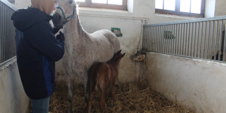 Michałów, stadnina koni. Pierwsza wyźrebiła się klacz Augusta. / Fot. Marta Gajd-Kruk - Radio Kielce