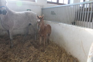 Stadninie przybędzie 80 koni. Pierwsze już są - Radio Kielce