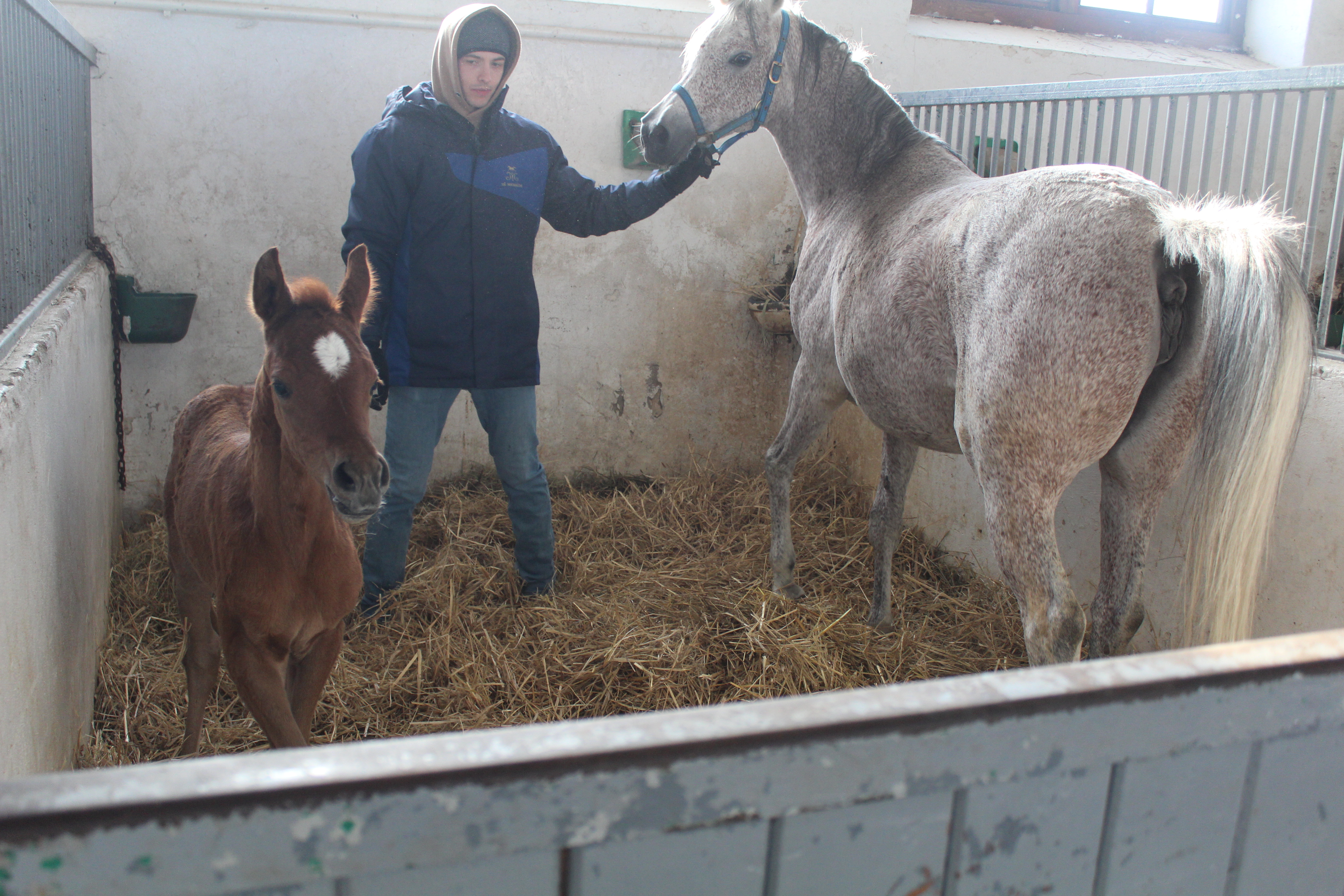 Stadninie przybędzie 80 koni. Pierwsze już są