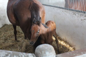 Stadninie przybędzie 80 koni. Pierwsze już są - Radio Kielce