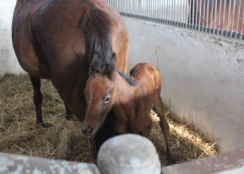 Michałów, stadnina koni. Anielka, druga z wyźrebionych klaczy. / Fot. Marta Gajd-Kruk - Radio Kielce