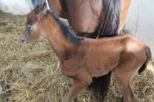 Stadninie przybędzie 80 koni. Pierwsze już są - Radio Kielce