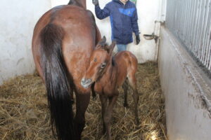 Stadninie przybędzie 80 koni. Pierwsze już są - Radio Kielce