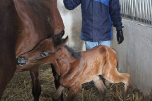 Stadninie przybędzie 80 koni. Pierwsze już są - Radio Kielce