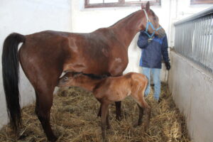 Stadninie przybędzie 80 koni. Pierwsze już są - Radio Kielce