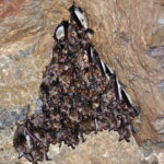 W Jaskini Raj policzono nietoperze. Jest ich więcej niż rok temu - Radio Kielce