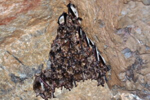 W Jaskini Raj policzono nietoperze. Jest ich więcej niż rok temu - Radio Kielce