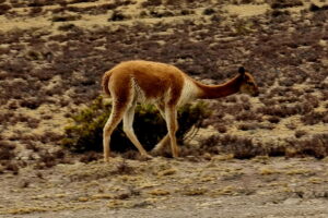 Muzyczne podróże przez świat. Peru – śladami Inków cz.1 - Radio Kielce