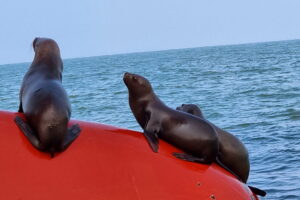 Muzyczne podróże przez świat. Peru – śladami Inków cz.1 - Radio Kielce