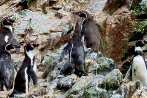 Muzyczne podróże przez świat. Peru – śladami Inków cz.1 - Radio Kielce