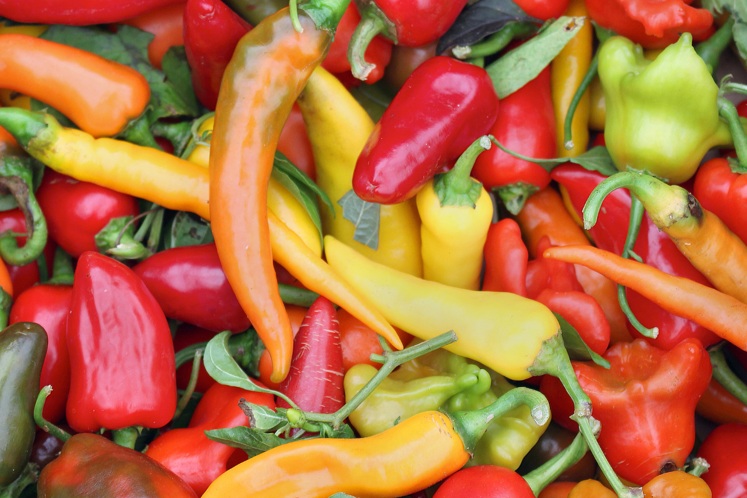 Spiralna papryka – nowość do ogródka