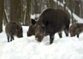 Stado dzików grasuje po Kielcach