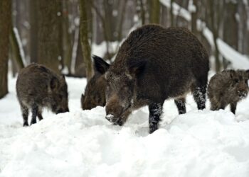 Stado dzików grasuje po Kielcach