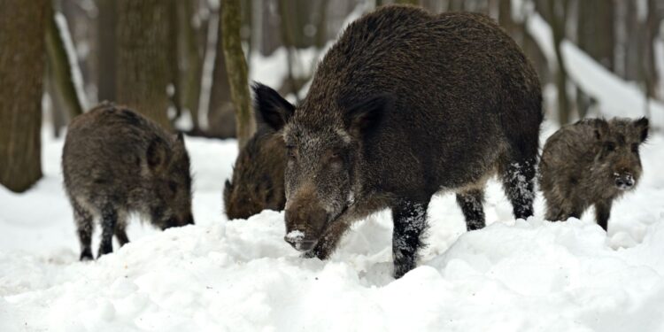 Stado dzików grasuje po Kielcach