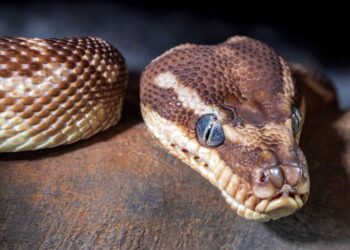 W powiecie kieleckim przybywa... egzotycznych zwierząt